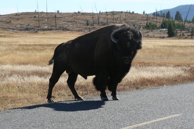 Bison